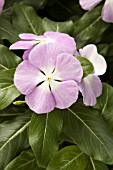 CATHARANTHUS ROSEUS TITAN LAVENDER BLUE HALO