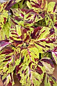 COLEUS WIZARD MOSAIC