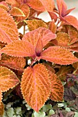 COLEUS WIZARD SUNSET