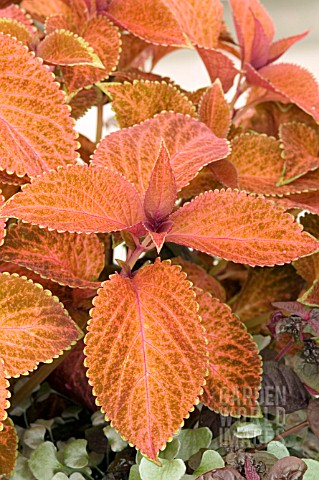 COLEUS_WIZARD_SUNSET