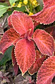 COLEUS WIZARD VELVET RED