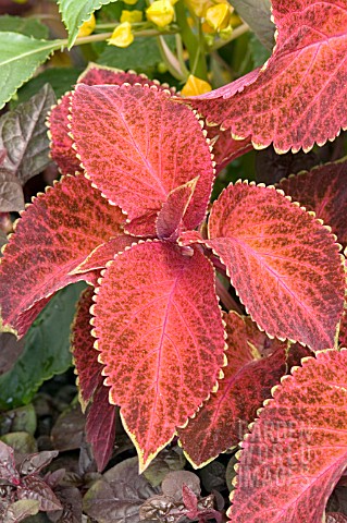 COLEUS_WIZARD_VELVET_RED