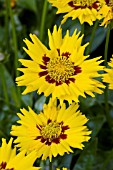 COREOPSIS GRANDIFLORA SUNFIRE