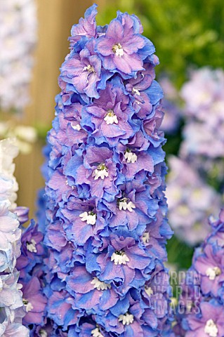 DELPHINIUM_x_ELATUM_GUARDIAN_BLUE