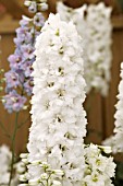 DELPHINIUM GUARDIAN WHITE