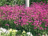 DIANTHUS CHINENSIS DYNASTY ORCHID