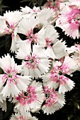 DIANTHUS CHINENSIS FLORAL LACE PEARL