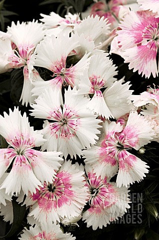 DIANTHUS_CHINENSIS_FLORAL_LACE_PEARL