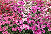 DIANTHUS CHINENSIS IDEAL MIX