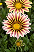 GAZANIA RIGENS DAYBREAK ROSE STRIPE