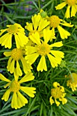 HELENIUM AMARUM DAKOTA GOLD