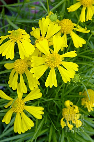 HELENIUM_AMARUM_DAKOTA_GOLD