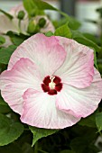 HIBISCUS MOSCHEUTOS LUNA BLUSH