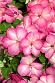 IMPATIENS DAZZLER ROSE SWIRL