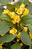 IMPATIENS AURICOMA JUNGLE GOLD