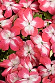 IMPATIENS WALLERANA STARDUST CHERRY