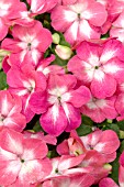 IMPATIENS WALLERANA STARDUST ROSE