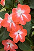 IMPATIENS WALLERANA STARDUST SALMON