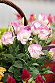 EUSTOMA (LISIANTHUS) GRANDIFLORUM SAPPHIRE PINK RIM