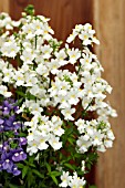 NEMESIA FOETANS POETRY WHITE