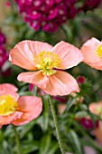 PAPAVER NUDICAULE