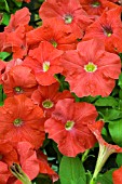 PETUNIA CARPET BRIGHT RED