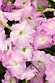 PETUNIA CARPET LILAC