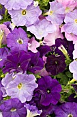 PETUNIA CARPET NEPTUNE MIX