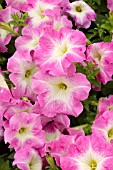 PETUNIA CARPET PINK MORN