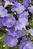 PETUNIA CARPET SKY BLUE