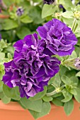 PETUNIA DOUBLE MADNESS BLUE