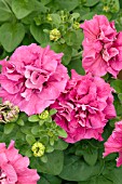 PETUNIA DOUBLE MADNESS ROSE