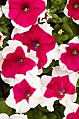 PETUNIA DREAMS ROSE PICOTEE