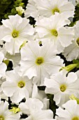 PETUNIA DREAMS WHITE