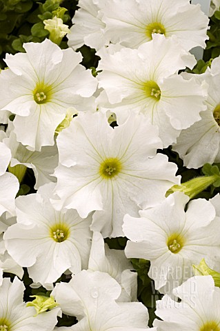 PETUNIA_DREAMS_WHITE