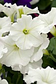 PETUNIA EASY WAVE WHITE