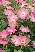 PETUNIA EASY WAVE ROSY DAWN