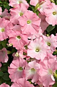 PETUNIA EASY WAVE SHELL PINK