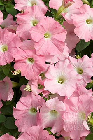 PETUNIA_EASY_WAVE_SHELL_PINK