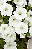 PETUNIA EASY WAVE WHITE