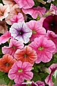 PETUNIA MADNESS MIX