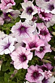 PETUNIA MADNESS PLUM CRAZY