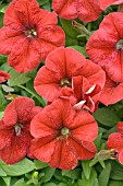 PETUNIA MADNESS RED