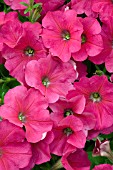 PETUNIA MADNESS ROSE