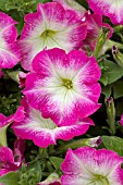 PETUNIA MADNESS ROSE MORN