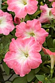 PETUNIA MADNESS SALMON ROSE MORN