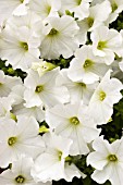 PETUNIA MADNESS WHITE