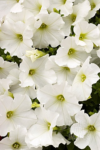 PETUNIA_MADNESS_WHITE