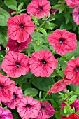 PETUNIA TIDAL WAVE CHERRY