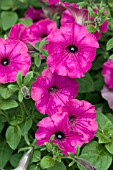 PETUNIA TIDAL WAVE PURPLE